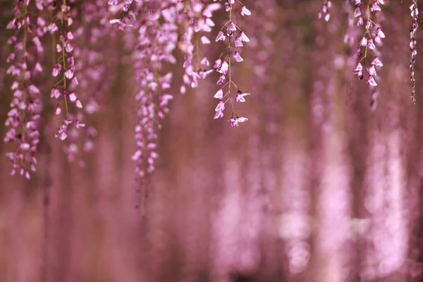 wisteria gardening in ashikago flower park, is one of biggest flower park in eastern Japan