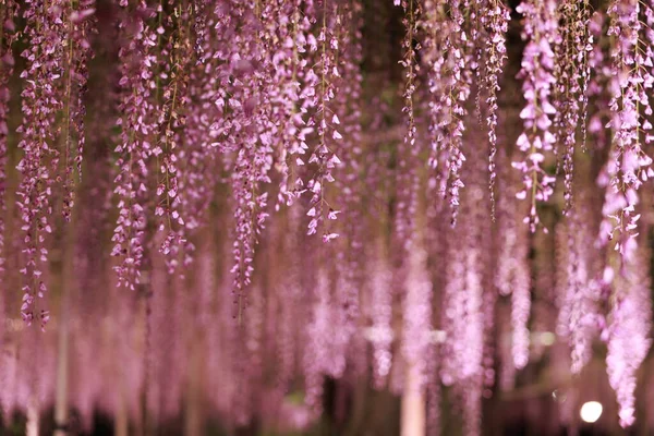 wisteria gardening in ashikago flower park, is one of biggest flower park in eastern Japan