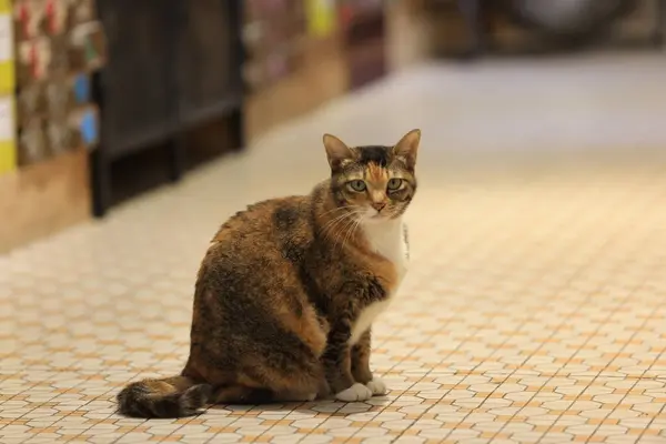 calico cat in the store with the traditional floor background