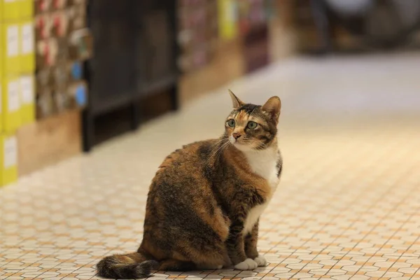 传统楼层背景的卡里科猫 — 图库照片