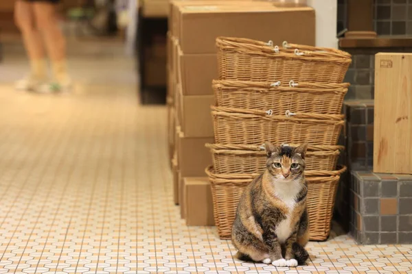 calico cat in the store with the traditional floor background