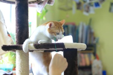 Kızıl kedi kürsüde saklambaç oynuyor.