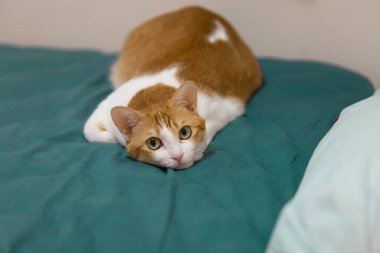 Zencefilli kedi öğleden sonra kestiriyor.