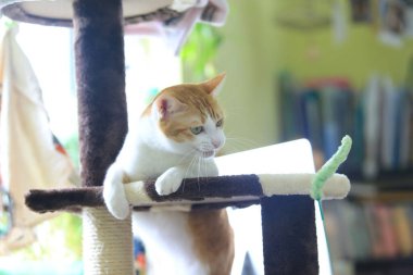 Zencefilli kedi, kedi avcısıyla karşılaştığında sinirlenir.