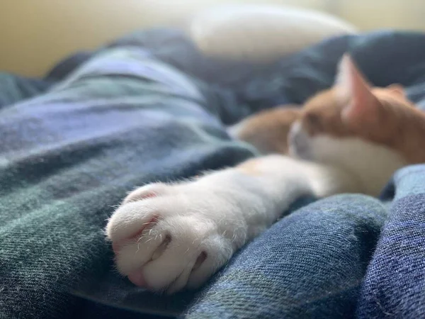 ginger cat napping with the paw foreground and its face as a background