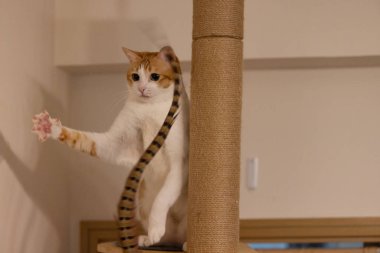 Kızıl kedi Tüyleri yakala