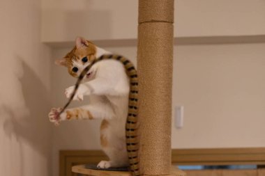 Kızıl kedi Tüyleri yakala