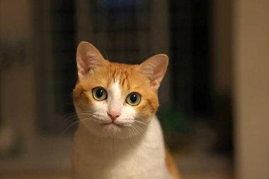 Kızıl kedi düşünüyor ve konuşuyor.