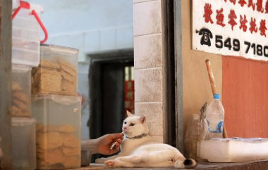 Hong Kong 'daki eski moda erişte dükkanında dükkan sahibi tarafından beslenen Bodega kedisi.