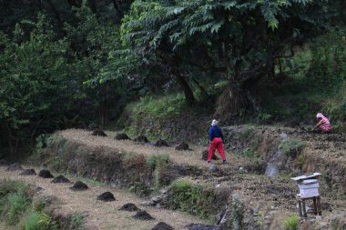 Gandaki, Nepal- 2 Kasım 2023: Çiftçi graminoidi Ulleri 'de yaktı. Ziraat Poonhill yürüyüşünün başlıca işlerinden biridir..