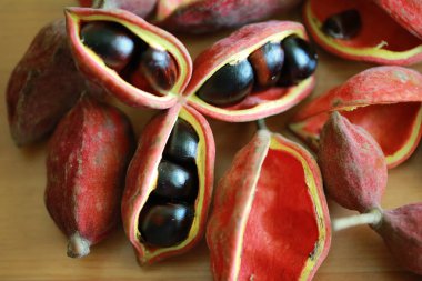 Sterculia monosperma, Hong Kong 'da yerel bir fındık yiyeceği.