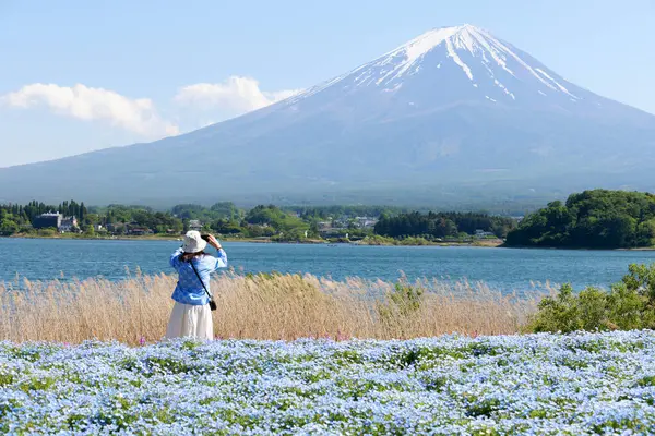 stock image blossom of Nemophila or Baby Blue Eyes flower with the background of Mt fuji 