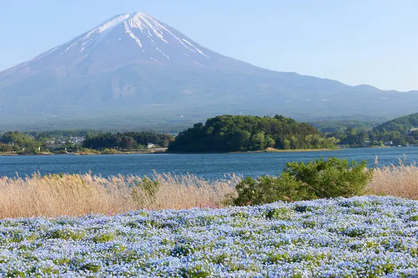 stock image blossom of Nemophila or Baby Blue Eyes flower with the background of Mt fuji