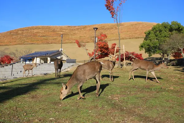 stock image deer take rest in park of Nara, Japan,at Mount Wakakusa, near city Nara, Japan