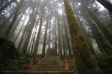 Taiwania Cupressaceae forest in Alishan national forest recreation area in Taiwan at Chiayi country clipart