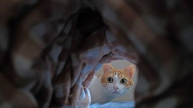 Kızıl Kedi deliğin içine bakıyor.