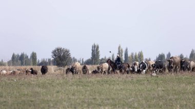 nomadic lifestyle in issyk-kul region in Kyrgyzstan. clipart