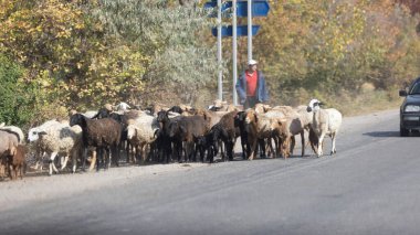 issyk-kul region, Kyrgyzstan -November 22 2024: the unidentified herdsmen live in nomadic lifestyle in issyk-kul region countryside. Kyrgyzstani is nomads in central asia history.  clipart