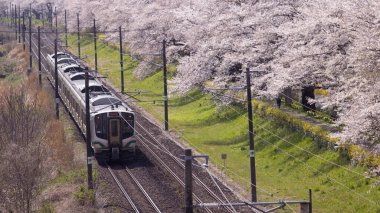 Sendai, Japonya - 18 Nisan 2025: JR Doğu treni Hitome Senbonzakura kiraz çiçeklerinden geçer.