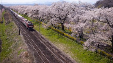 Sendai, Japonya - 18 Nisan 2025: JR Doğu treni Hitome Senbonzakura kiraz çiçeklerinden geçer.