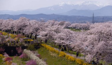 Kiraz çiçeği Hitome Senbonzakura İlkbaharda Japonya, Sendai 'de