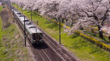Sendai, Japonya - 18 Nisan 2025: JR Doğu treni Hitome Senbonzakura kiraz çiçeklerinden geçer.