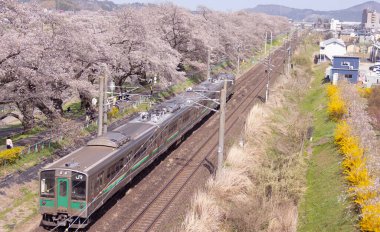 Sendai, Japonya - 18 Nisan 2025: JR Doğu treni Hitome Senbonzakura kiraz çiçeklerinden geçer.