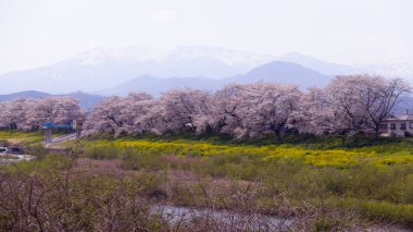 Sakura ve kiraz çiçekleri Hitome Senbonzakura, Sendai, Japonya 'da bahar mevsiminde