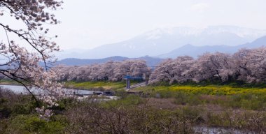 Sakura ve kiraz çiçekleri Hitome Senbonzakura, Sendai, Japonya 'da bahar mevsiminde