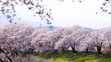 Sakura ve kiraz çiçekleri Hitome Senbonzakura, Sendai, Japonya 'da bahar mevsiminde