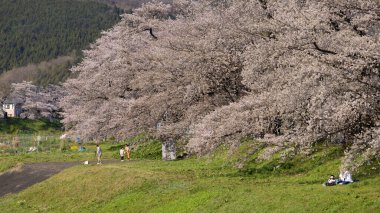 Kiraz çiçeği Hitome Senbonzakura İlkbaharda Japonya, Sendai 'de