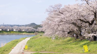 Sakura ve kiraz çiçekleri Hitome Senbonzakura, Sendai, Japonya 'da bahar mevsiminde