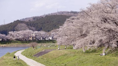 Sakura ve kiraz çiçekleri Hitome Senbonzakura, Sendai, Japonya 'da bahar mevsiminde