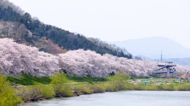 Sakura ve kiraz çiçekleri Hitome Senbonzakura, Sendai, Japonya 'da bahar mevsiminde
