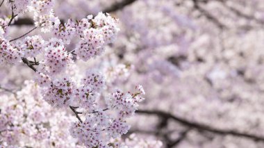 Japonya 'da, Sendai, ilkbaharda Hitome Senbonzakura' da, Sakura 'nın taç yaprağının yakın çekimi.