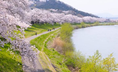 Sakura ve kiraz çiçekleri Hitome Senbonzakura, Sendai, Japonya 'da bahar mevsiminde