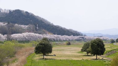 Sakura ve kiraz çiçekleri Hitome Senbonzakura, Sendai, Japonya 'da bahar mevsiminde