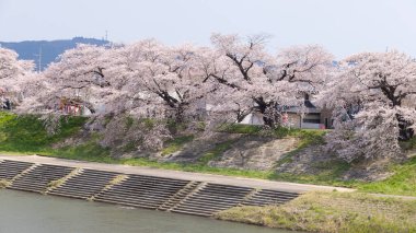 Sakura ve kiraz çiçekleri Hitome Senbonzakura, Sendai, Japonya 'da bahar mevsiminde