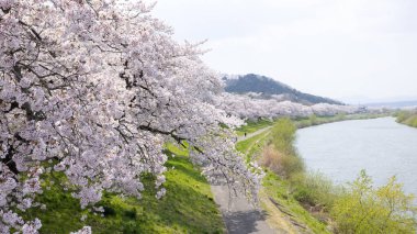 Sakura ve kiraz çiçekleri Hitome Senbonzakura, Sendai, Japonya 'da bahar mevsiminde