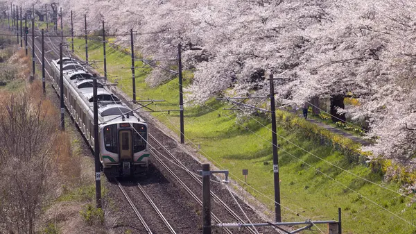 Sendai, Japonya - 18 Nisan 2025: JR Doğu treni Hitome Senbonzakura kiraz çiçeklerinden geçer.