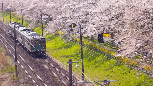 Sendai, Japonya - 18 Nisan 2025: JR Doğu treni Hitome Senbonzakura kiraz çiçeklerinden geçer.