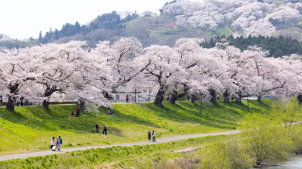 Sakura ve kiraz çiçekleri Hitome Senbonzakura, Sendai, Japonya 'da bahar mevsiminde