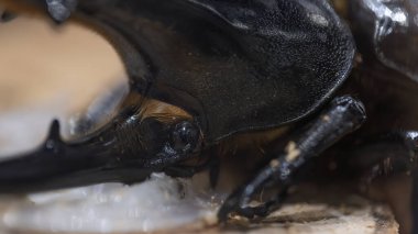 Herkül böceği kafası yakın plan. Dünyanın en büyük böceğinden biri.