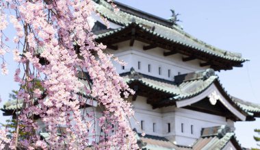 Cerasus itosakura ya da Hirosaki parkında ağlayan kiraz ağacı.