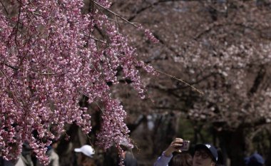 Japonya 'nın Aomori bölgesindeki Hirosaki parkında ağlayan Sakura çiçeği çiçek açtı.