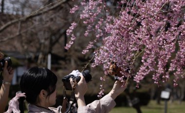 Japonya 'nın Aomori bölgesindeki Hirosaki parkında ağlayan Sakura çiçeği çiçek açtı.