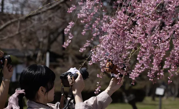 Japonya 'nın Aomori bölgesindeki Hirosaki parkında ağlayan Sakura çiçeği çiçek açtı.