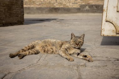 a stray cat lying on the street in Po-i-Kalyan, uzbekistan