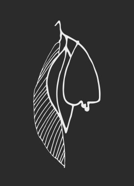 Yaprakları ve armutları olan vektör grafiği. Dekoratif basılabilir sanat. Baskı, poster, kırtasiye, logo, damgalama, davetiye, sosyal medya paylaşımları için çağdaş tasarım