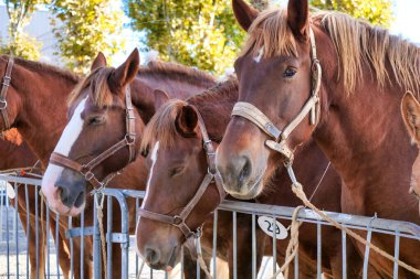 Kahverengi atların portresi